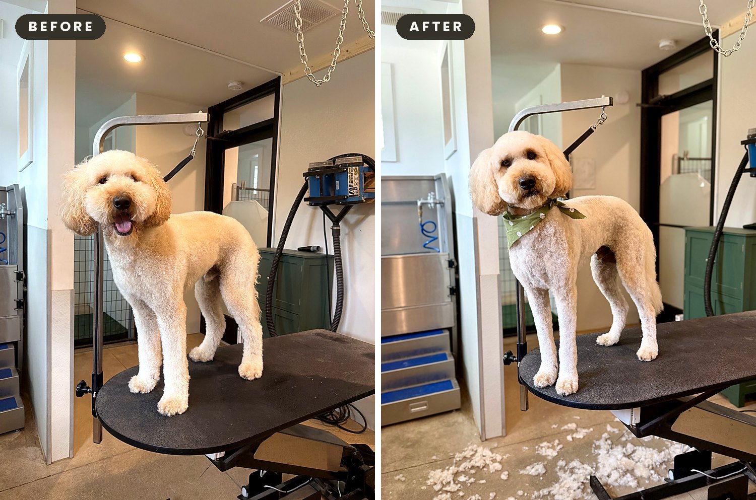 A dog before and after a groom at Way of the Dog Grooming