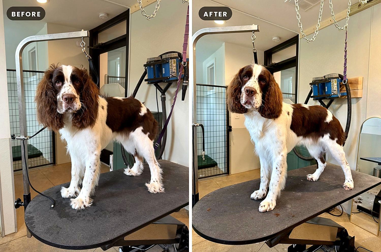A dog before and after a groom at Way of the Dog Grooming