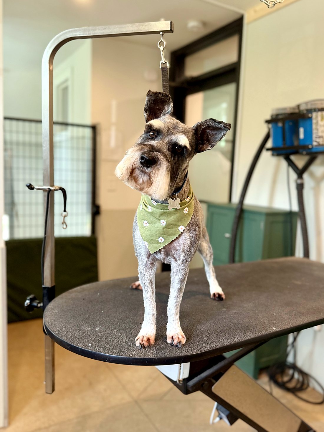 A freshly groomed mini schnauzer in a green bandana at Way of the Dog Grooming