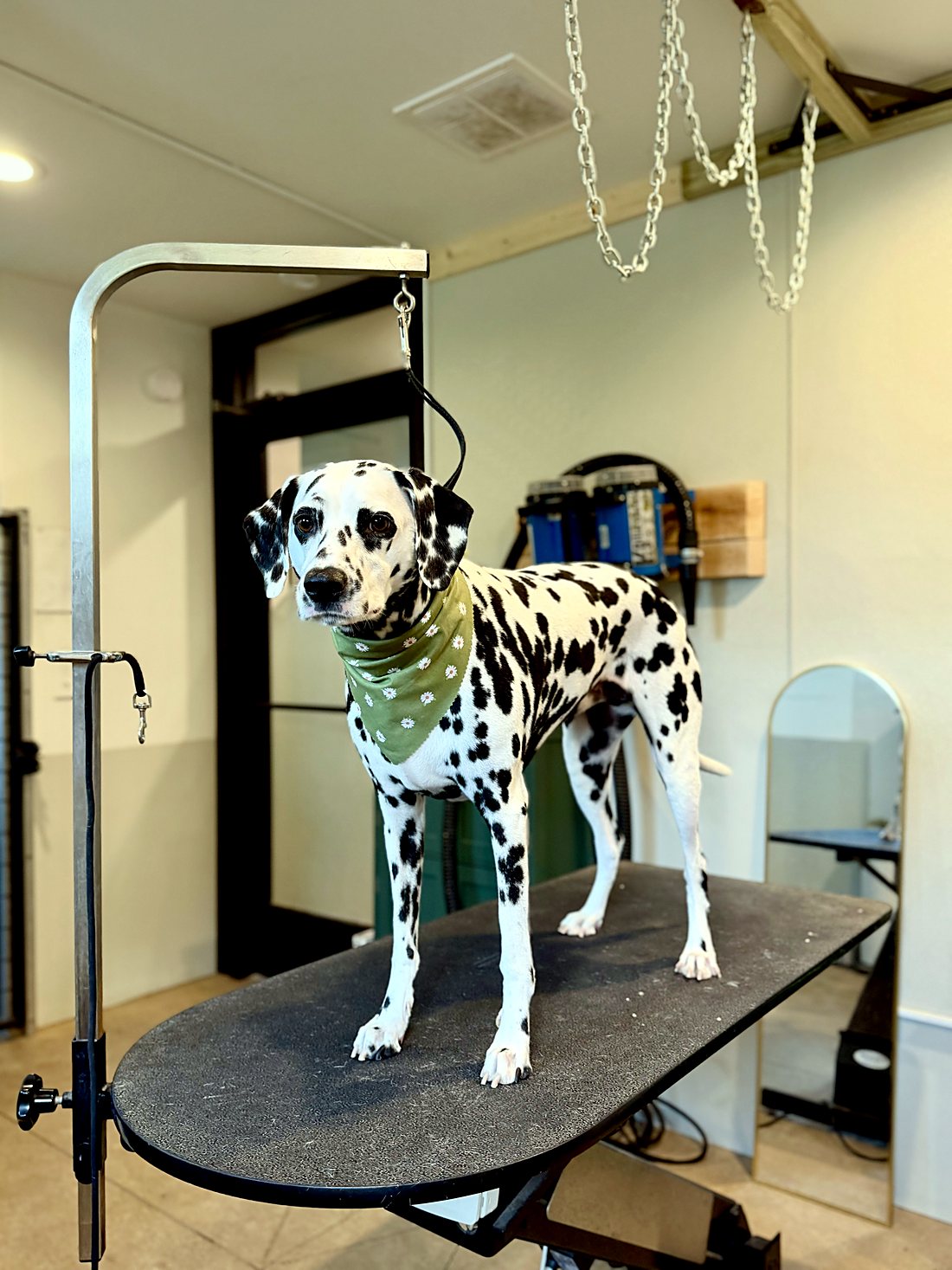 A Dalmatian in a green bandana after a groom at Way of the Dog Grooming