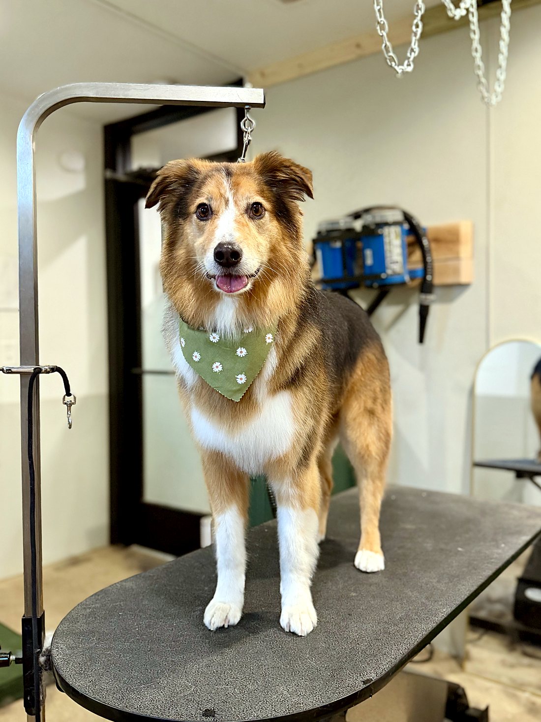 A happy shepherd mix in a green bandana after a groom