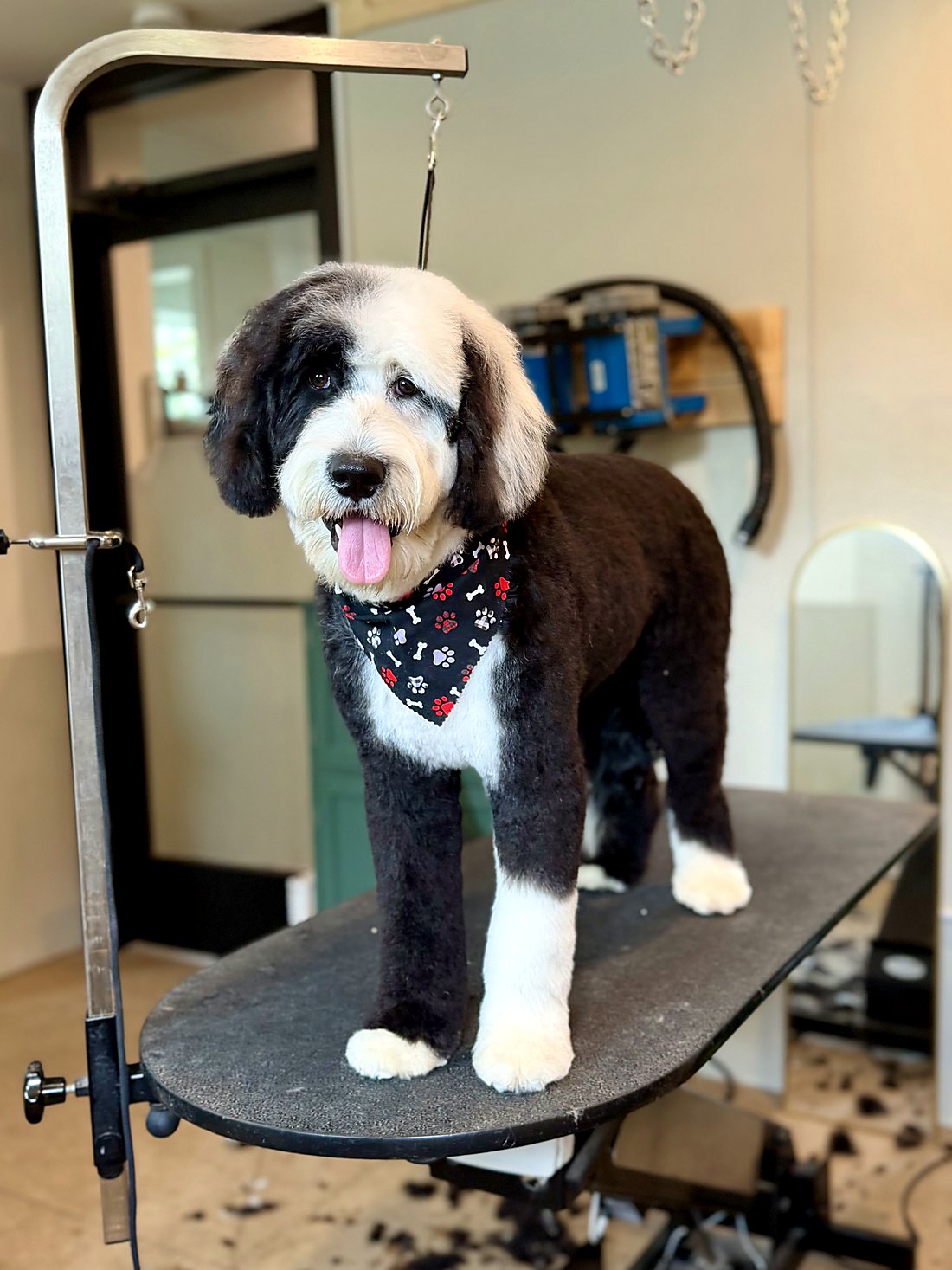 A black and white sheepadoodle grinning after a groom at Way of the Dog Grooming