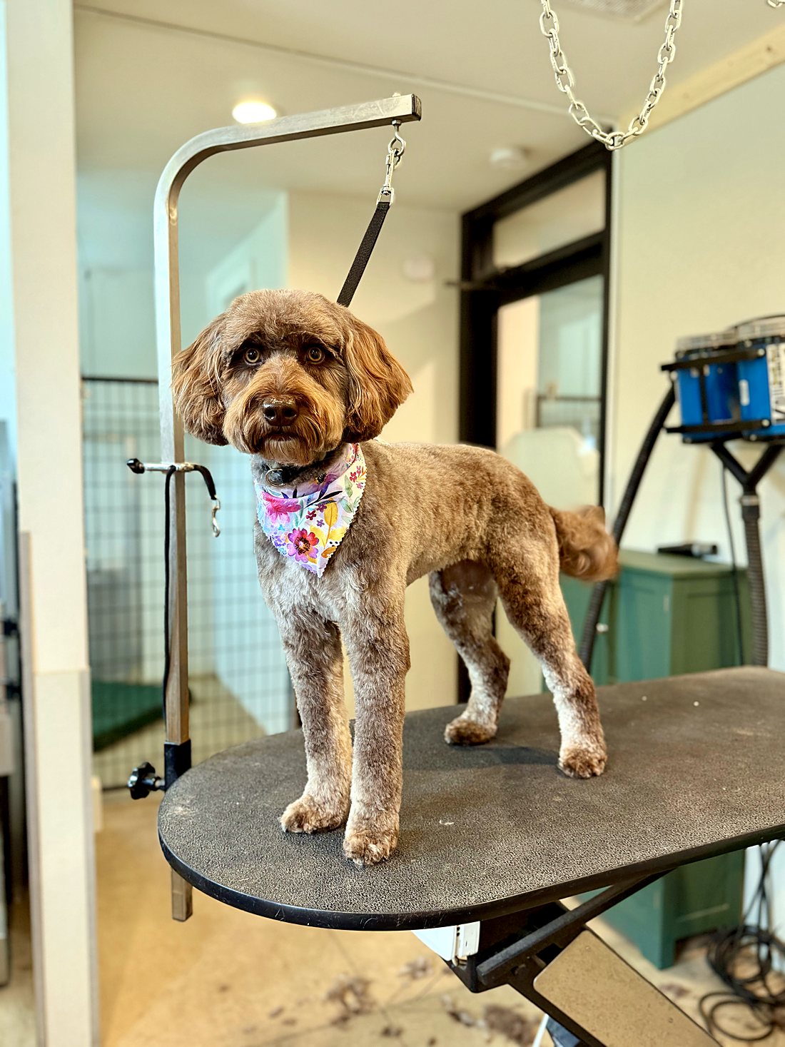 A freshly groomed poodle mix in a pink floral bandana