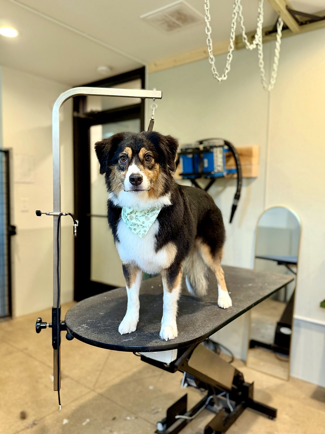A tri-color Australian Shepherd in a floral bandana after a groom