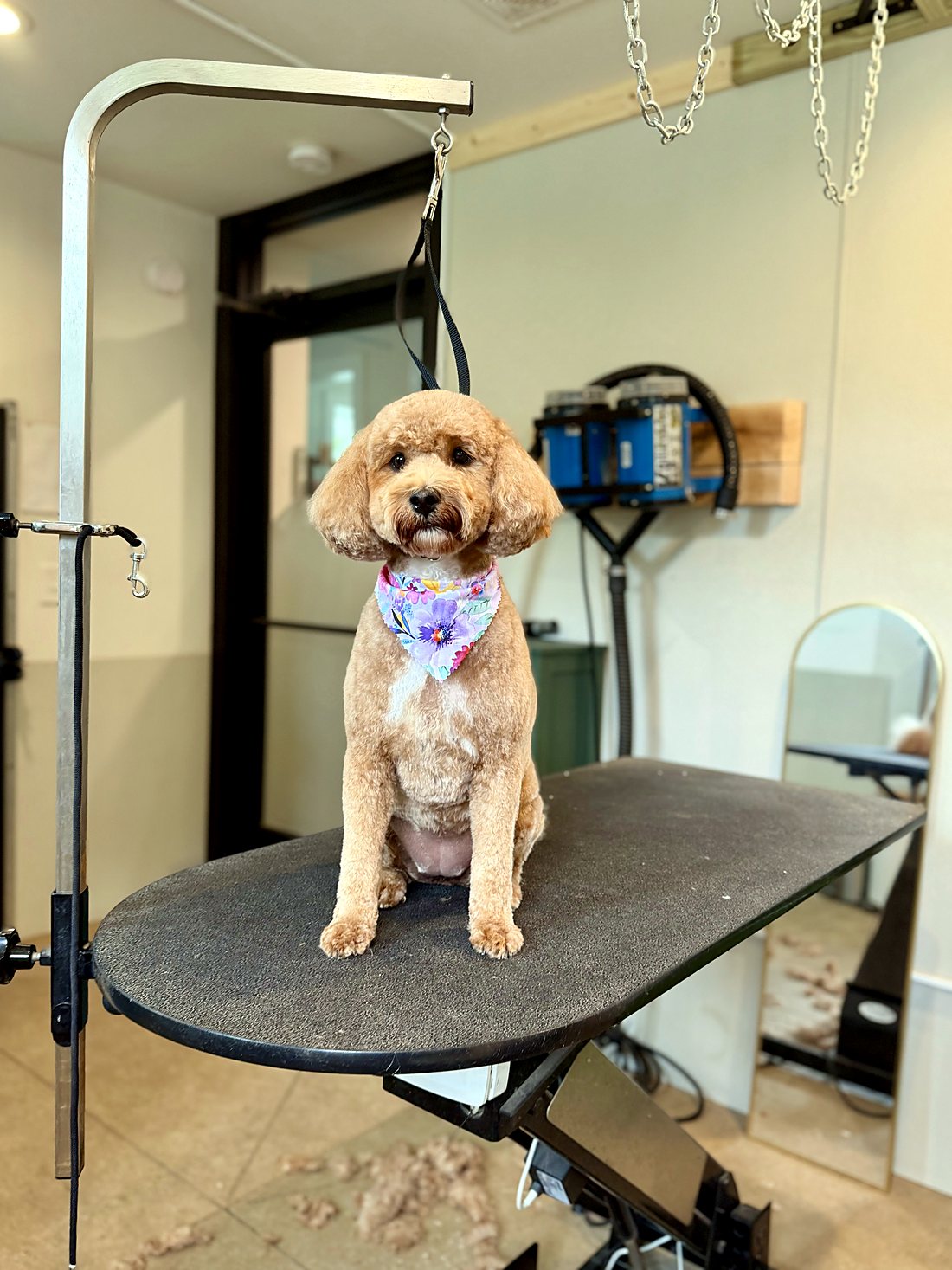 An apricot mini doodle sitting pretty after a groom