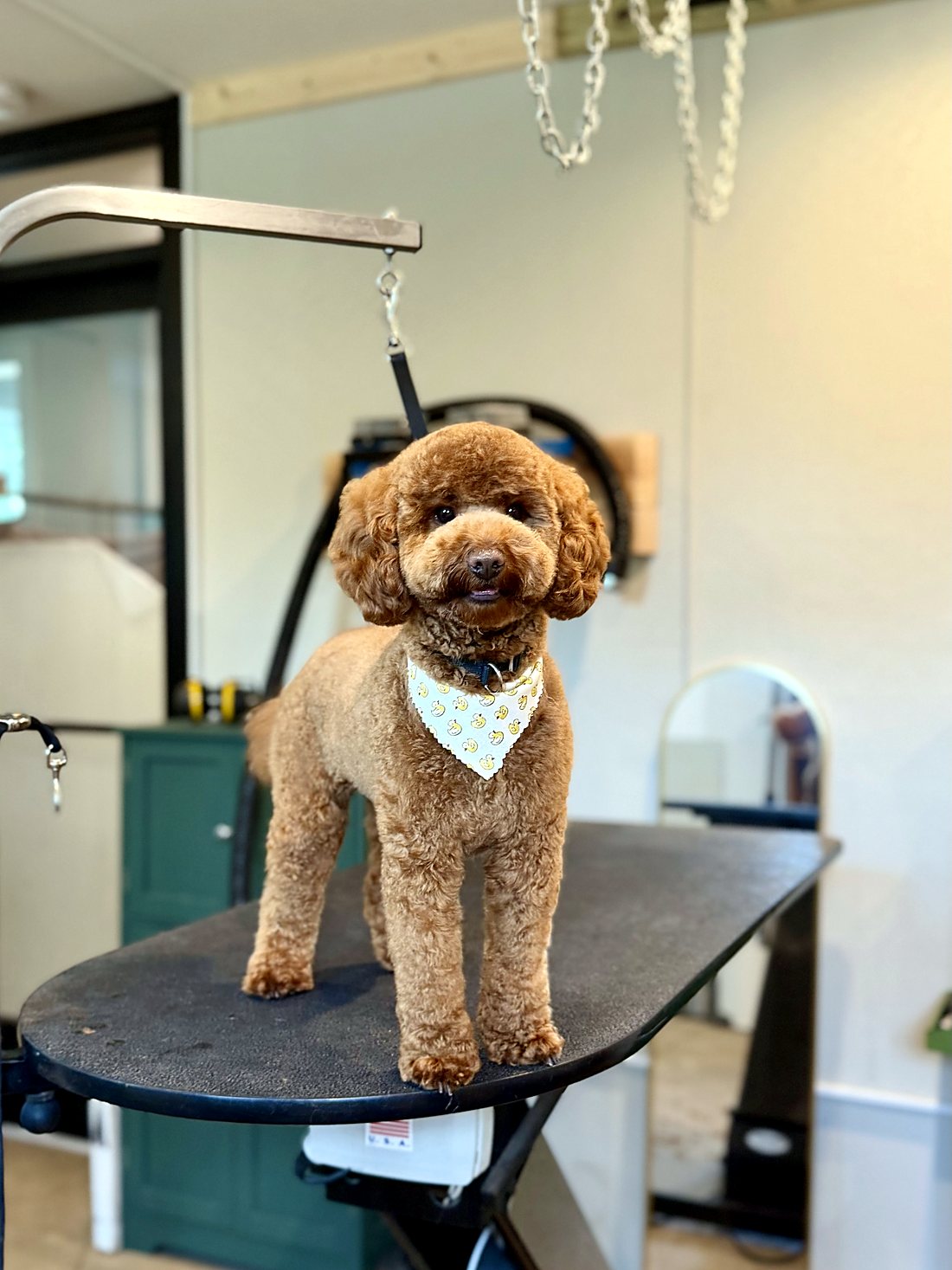 A red poodle standing tall after a groom
