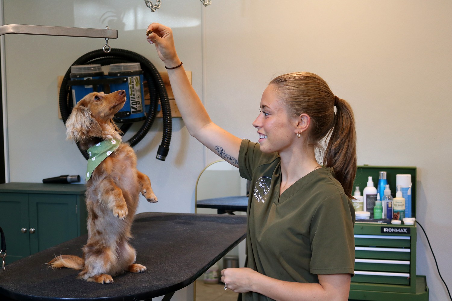 Bean sitting pretty for a treat on the grooming table