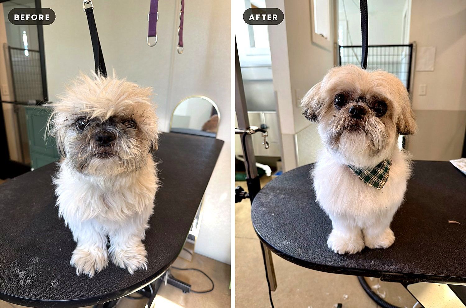 A dog before and after a groom at Way of the Dog Grooming