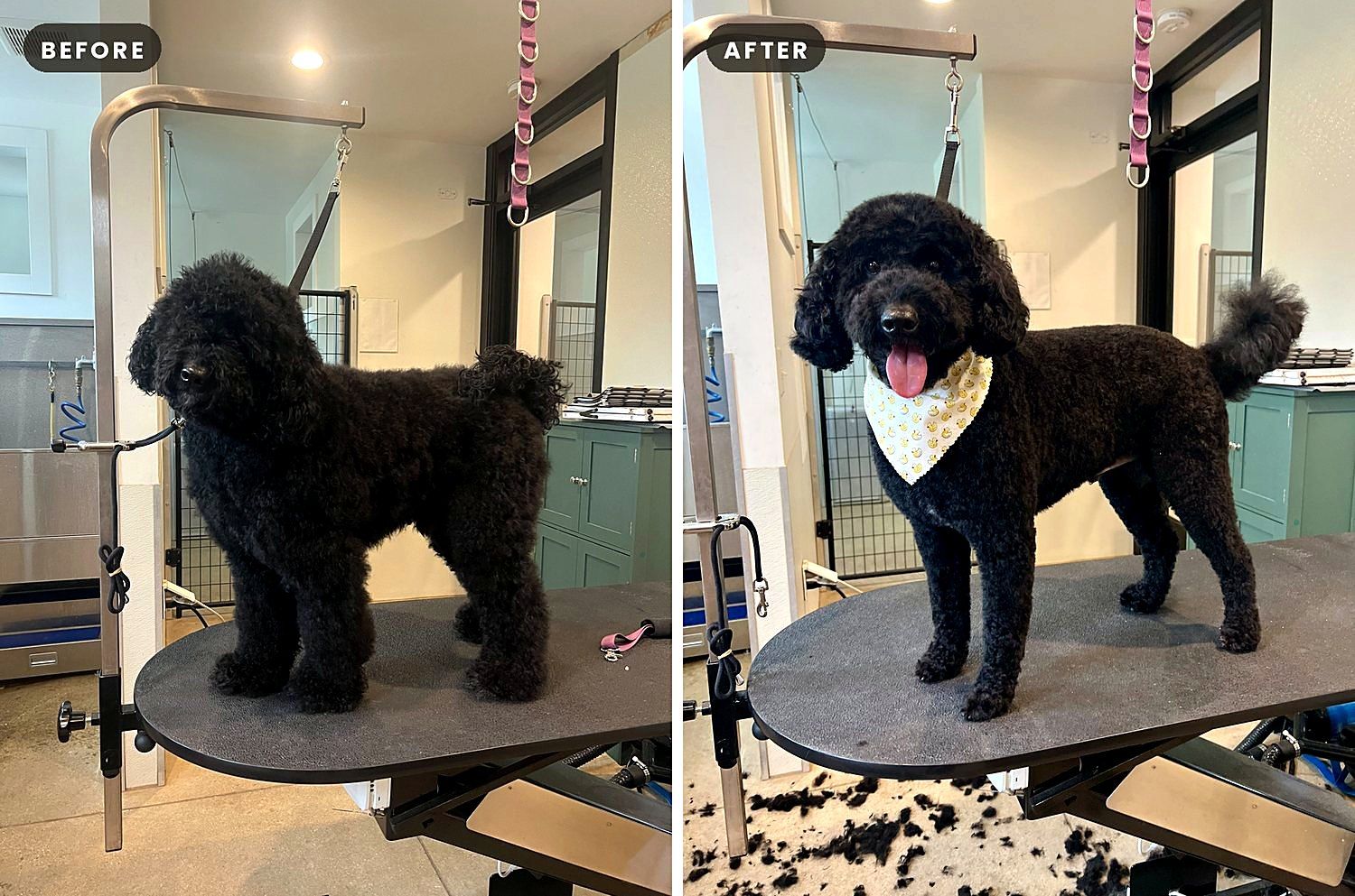 A dog before and after a groom at Way of the Dog Grooming