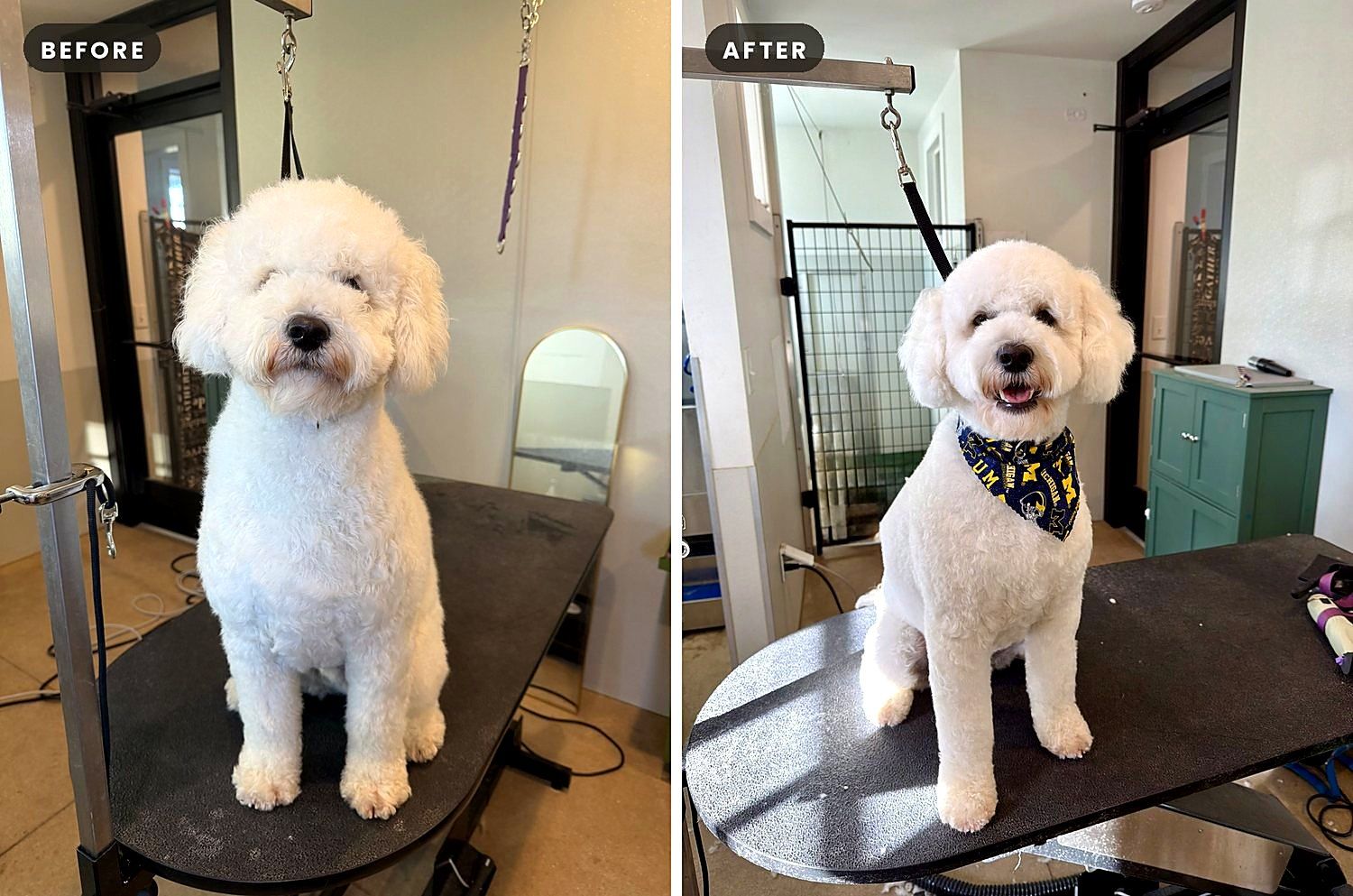 A dog before and after a groom at Way of the Dog Grooming