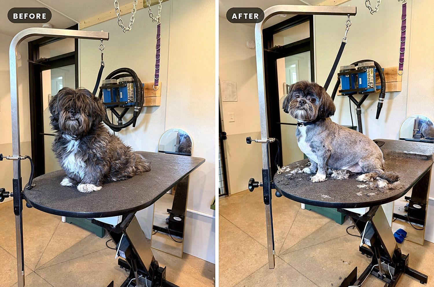 A dog before and after a groom at Way of the Dog Grooming