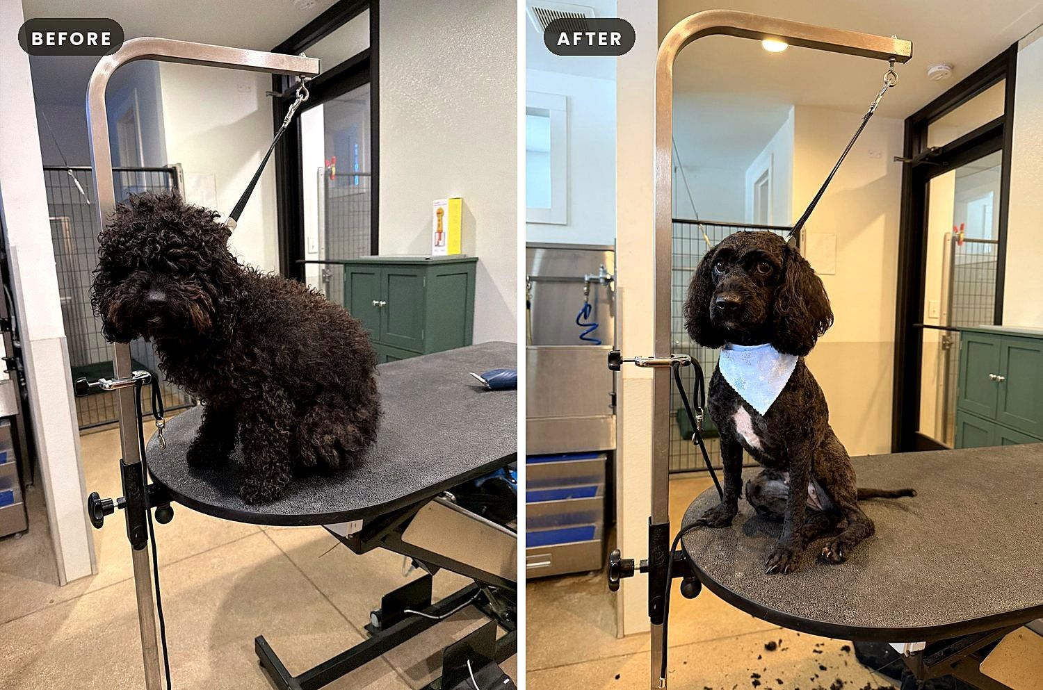 A dog before and after a groom at Way of the Dog Grooming