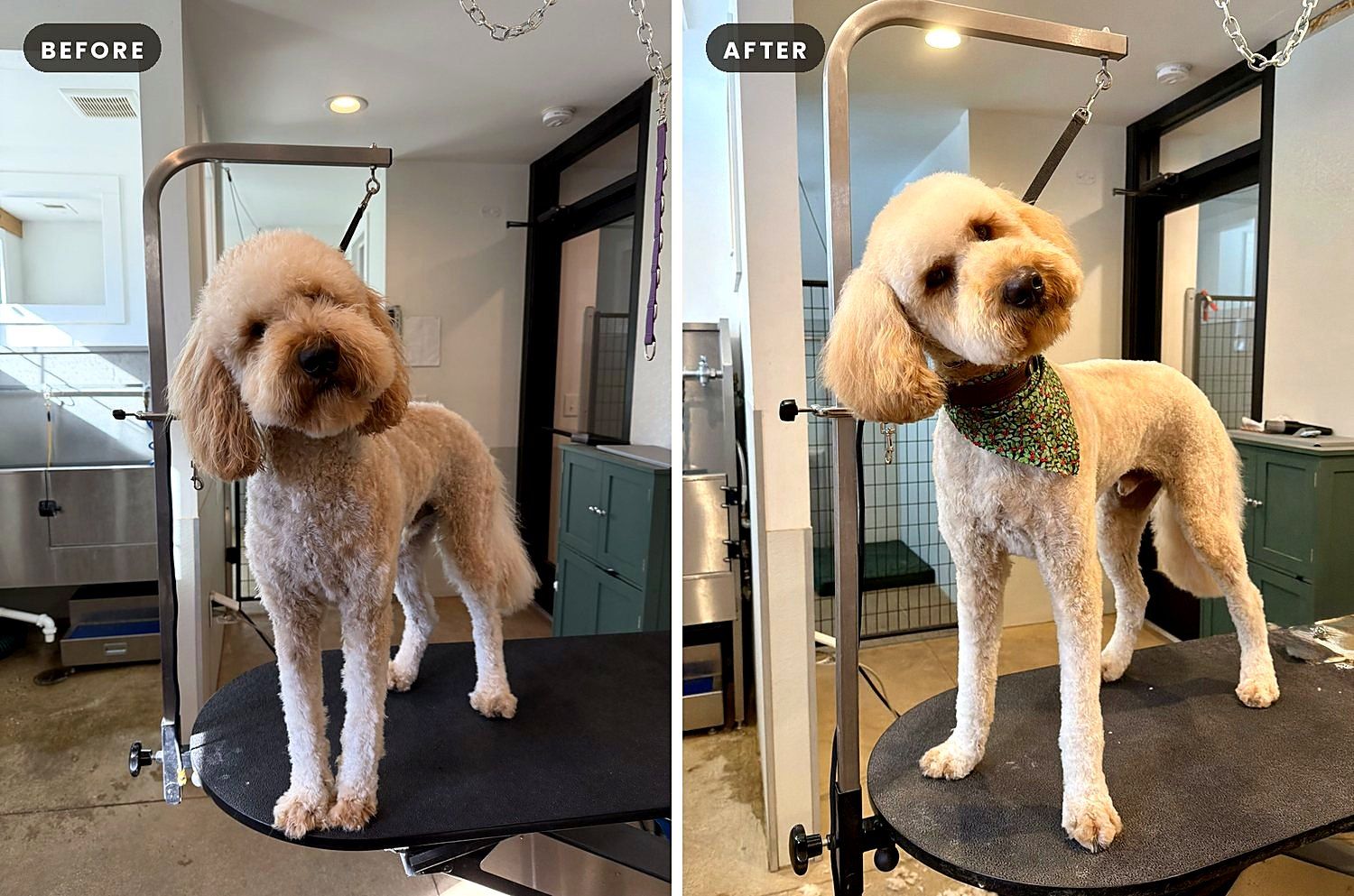 A dog before and after a groom at Way of the Dog Grooming