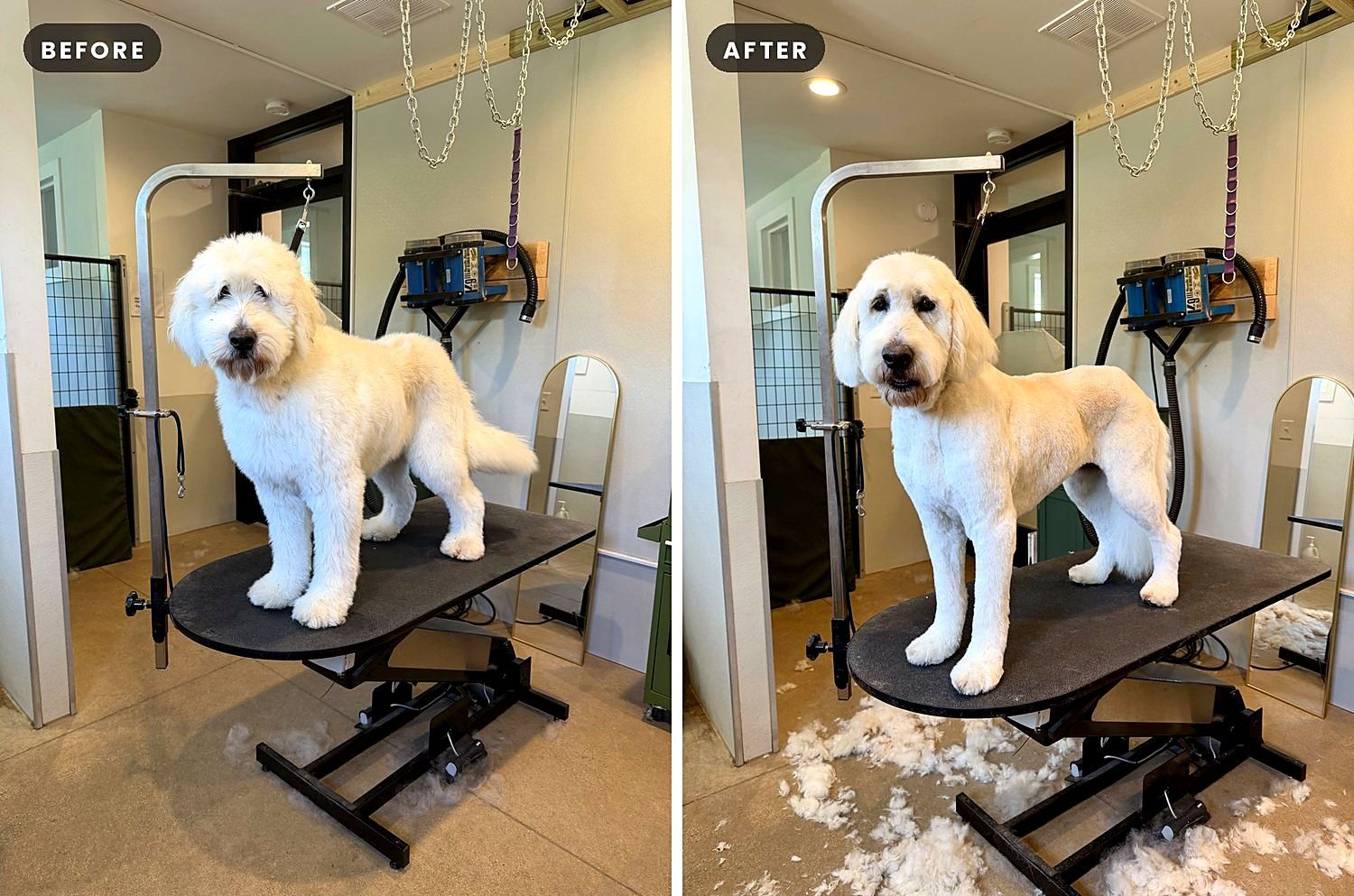 A dog before and after a groom at Way of the Dog Grooming