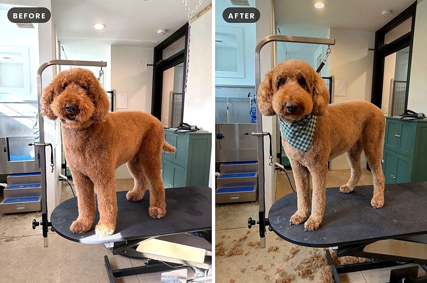 A dog before and after a groom at Way of the Dog Grooming