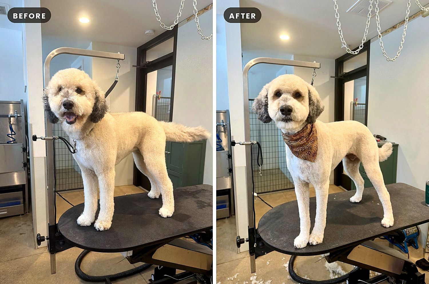 A dog before and after a groom at Way of the Dog Grooming
