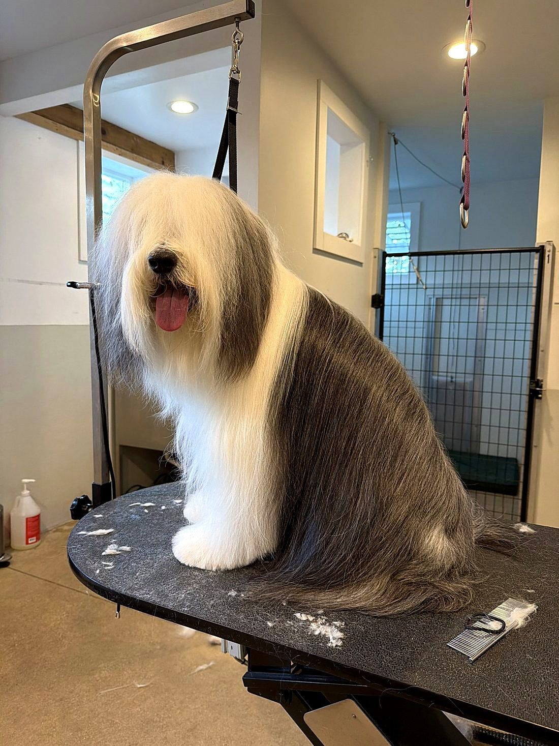 A freshly groomed dog at Way of the Dog Grooming