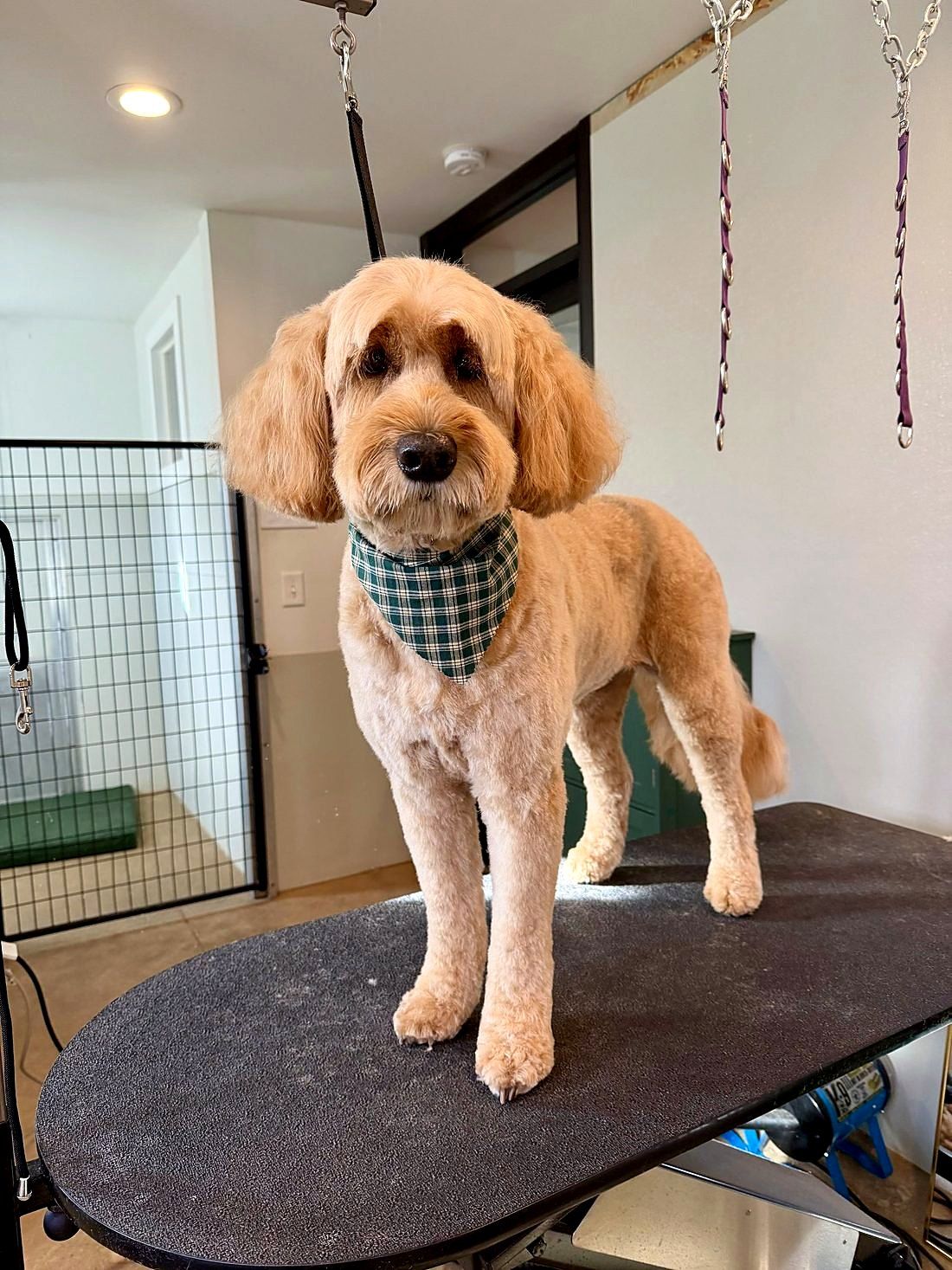 A freshly groomed dog at Way of the Dog Grooming
