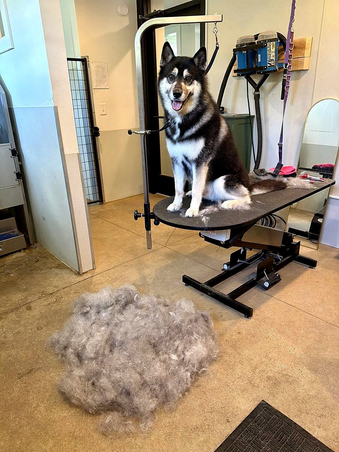 A freshly groomed dog at Way of the Dog Grooming
