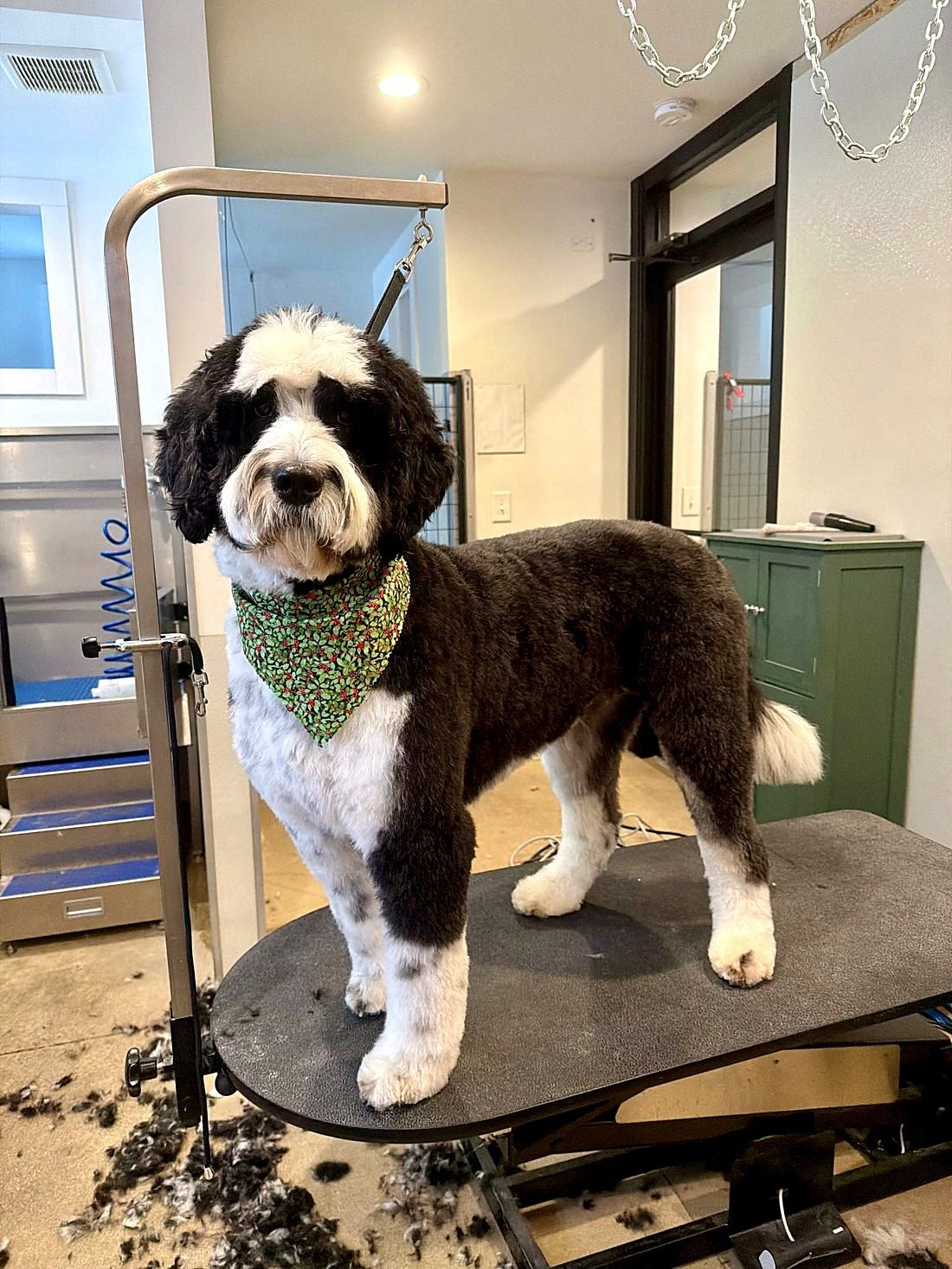 A freshly groomed dog at Way of the Dog Grooming