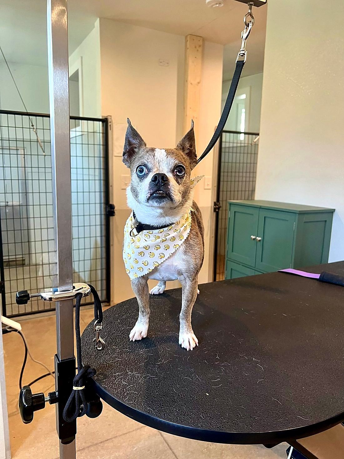 A freshly groomed dog at Way of the Dog Grooming