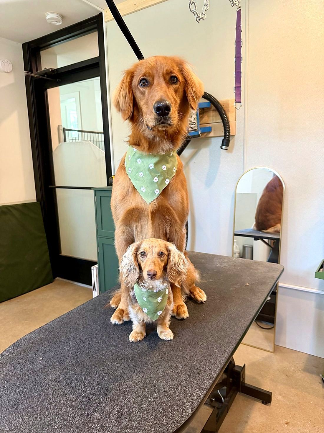 A freshly groomed dog at Way of the Dog Grooming