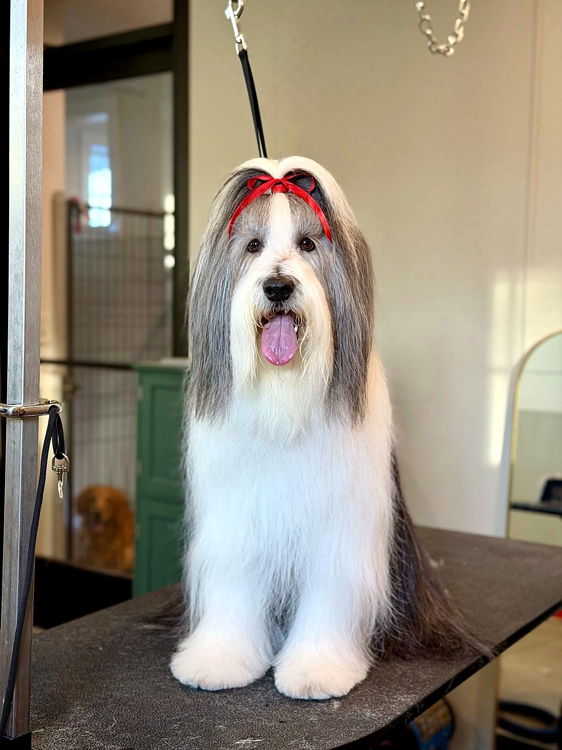 A freshly groomed dog at Way of the Dog Grooming