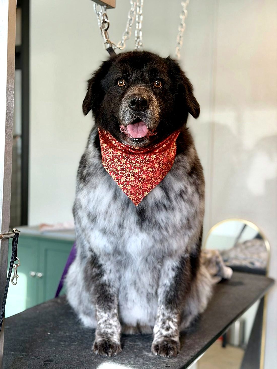 A freshly groomed dog at Way of the Dog Grooming