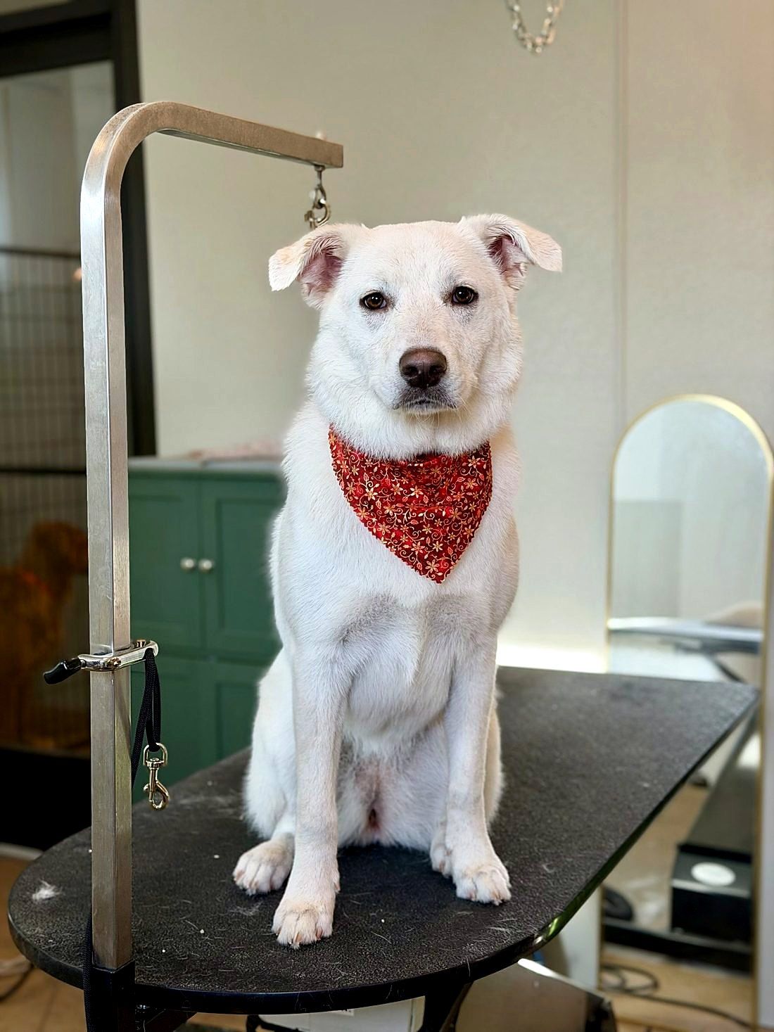 A freshly groomed dog at Way of the Dog Grooming