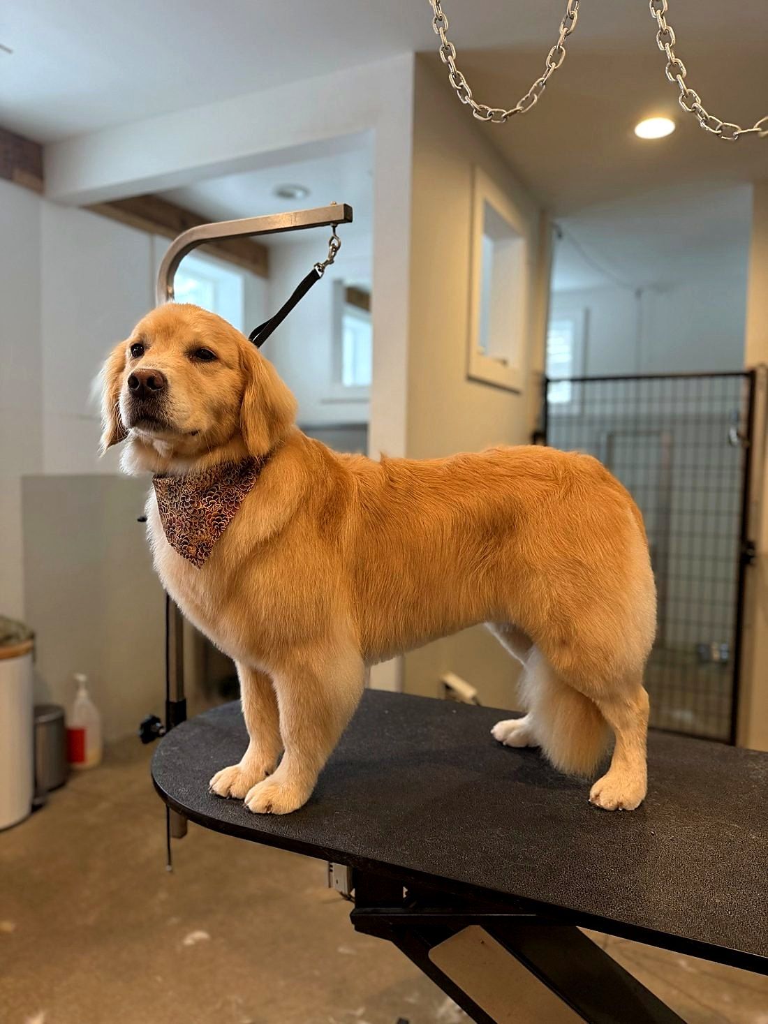 A freshly groomed dog at Way of the Dog Grooming