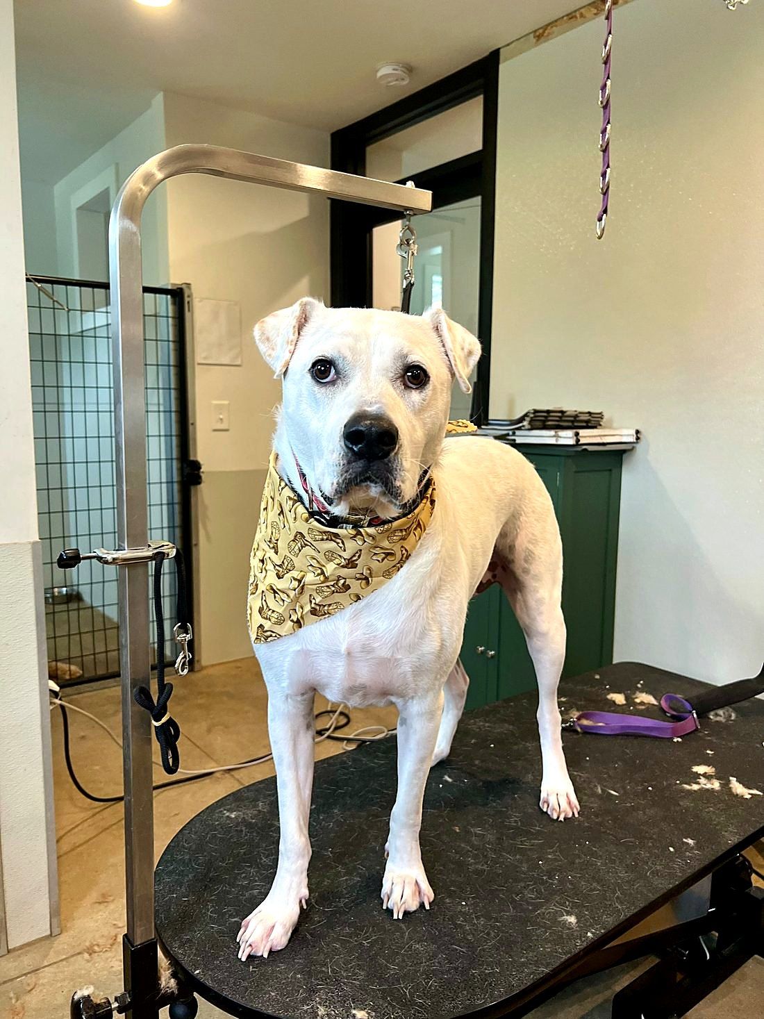 A freshly groomed dog at Way of the Dog Grooming