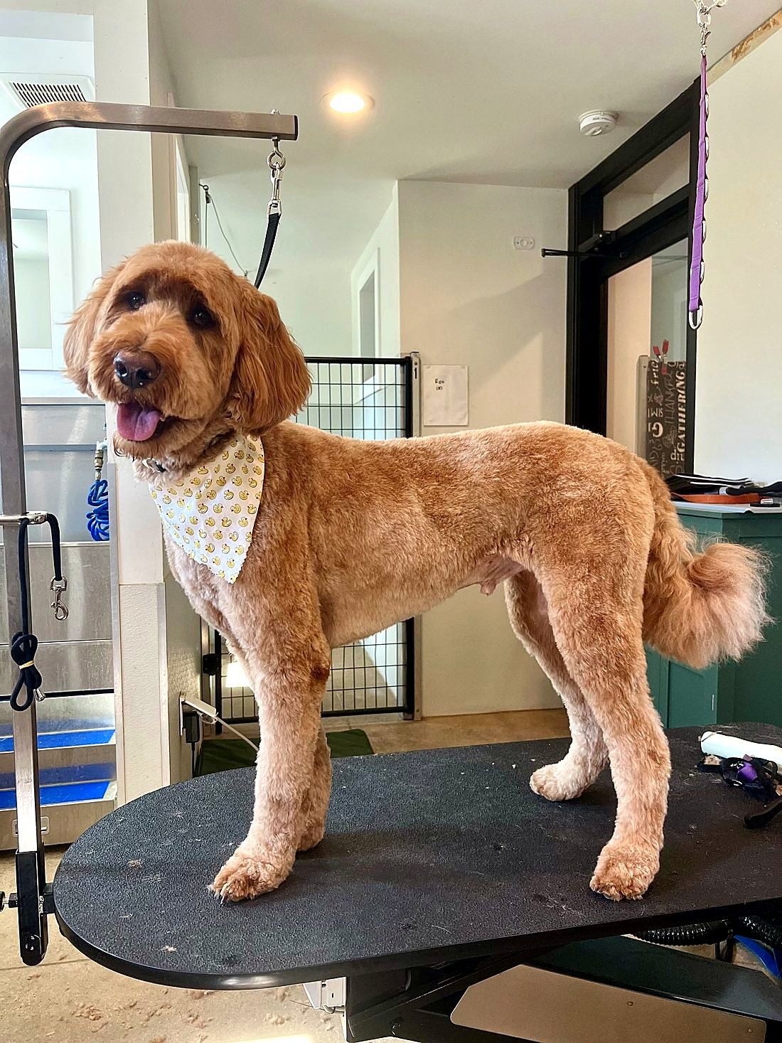 A freshly groomed dog at Way of the Dog Grooming