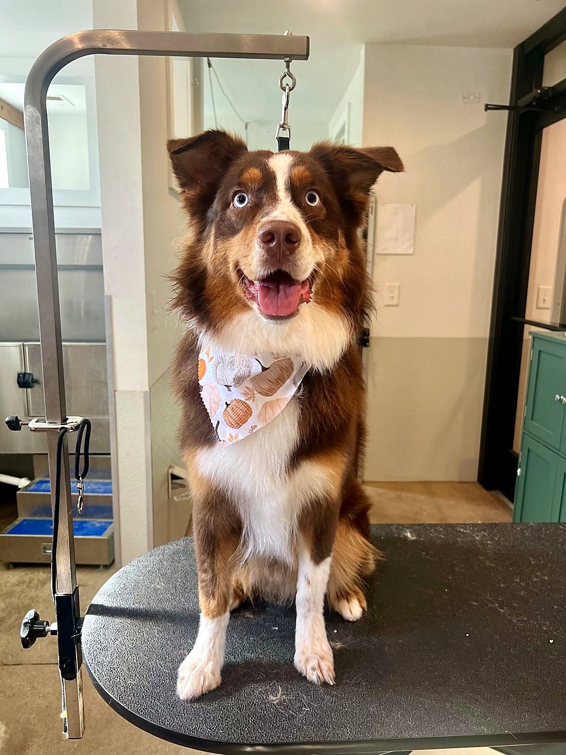 A freshly groomed dog at Way of the Dog Grooming