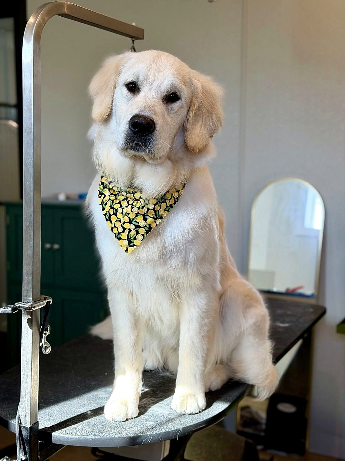 A freshly groomed dog at Way of the Dog Grooming