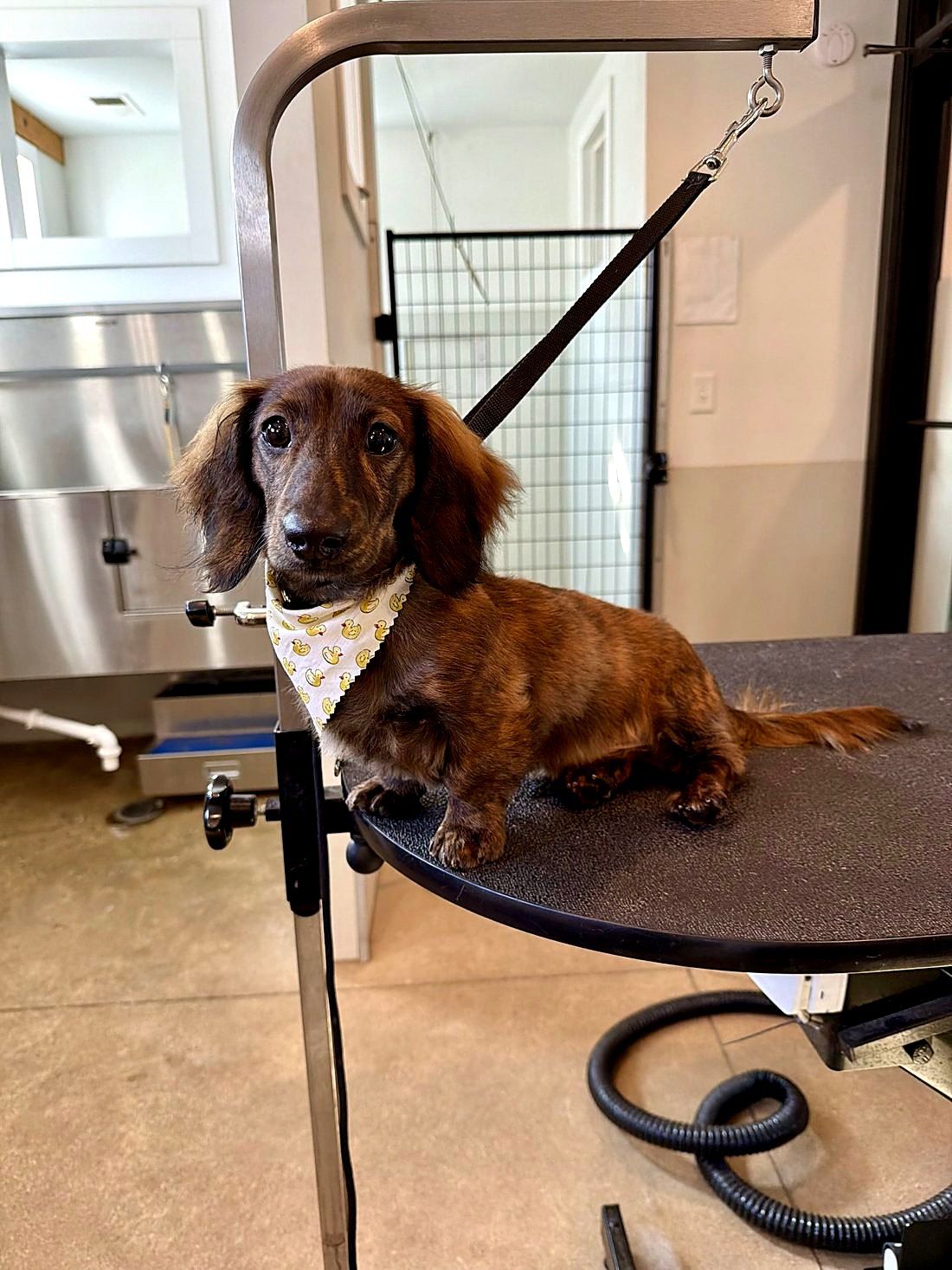 A freshly groomed dog at Way of the Dog Grooming