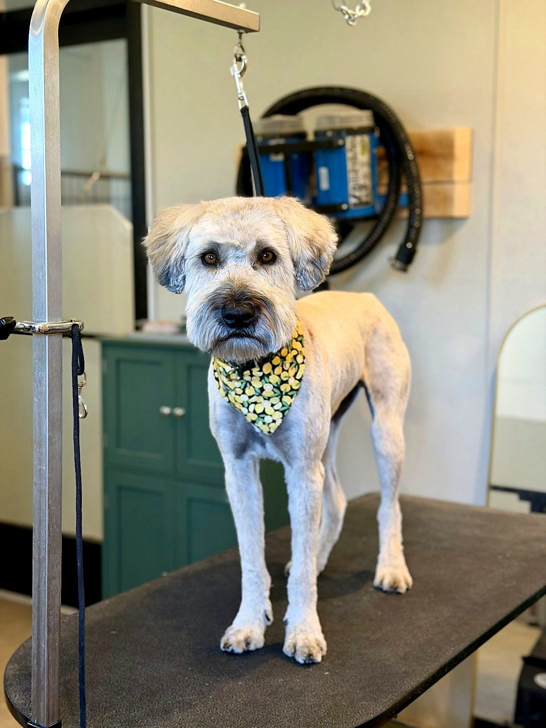 A freshly groomed dog at Way of the Dog Grooming