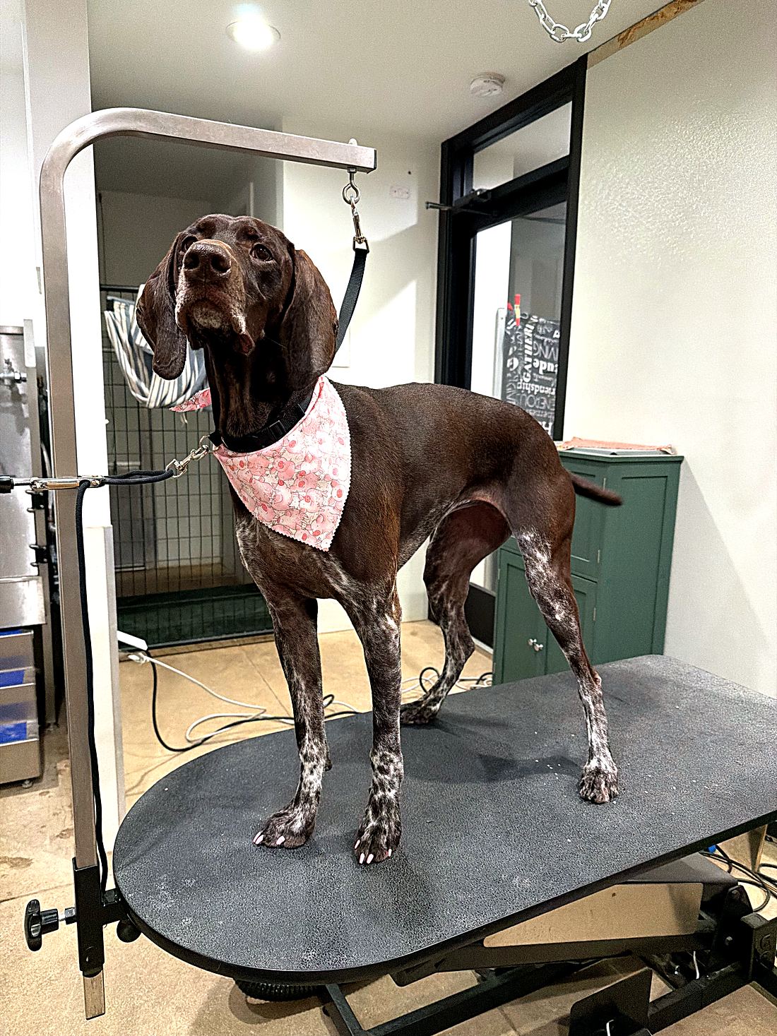 A German Shorthaired Pointer standing tall on the grooming table after her groom