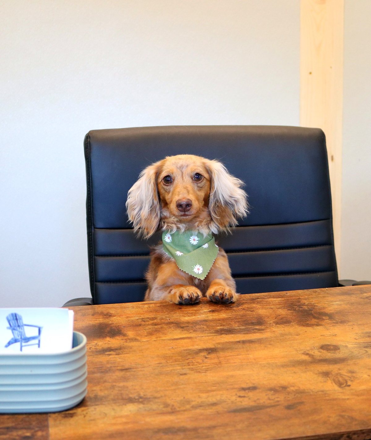 Bean, a mini dachshund, sitting at the front desk at Way of the Dog Grooming
