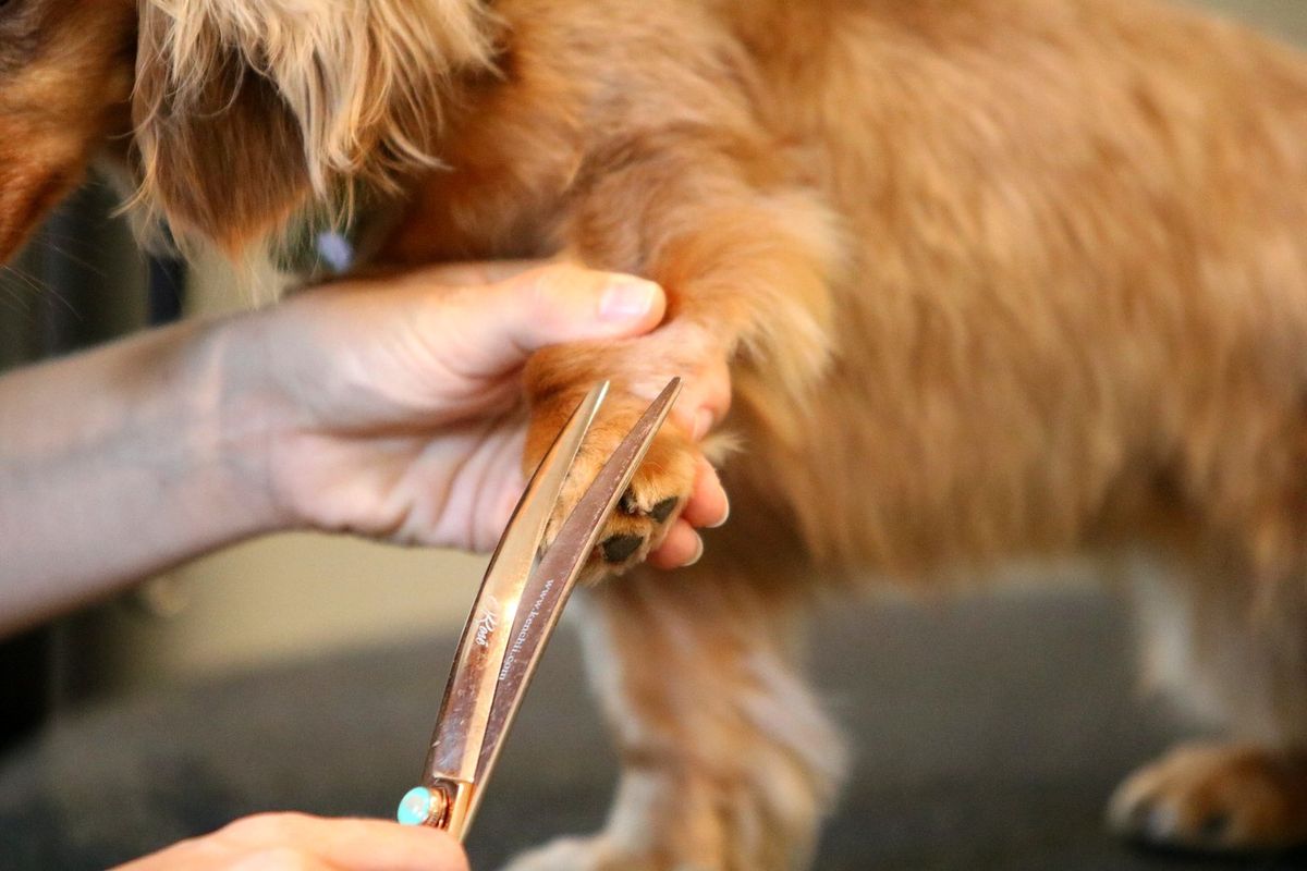 Trimming the hair around a paw with shears