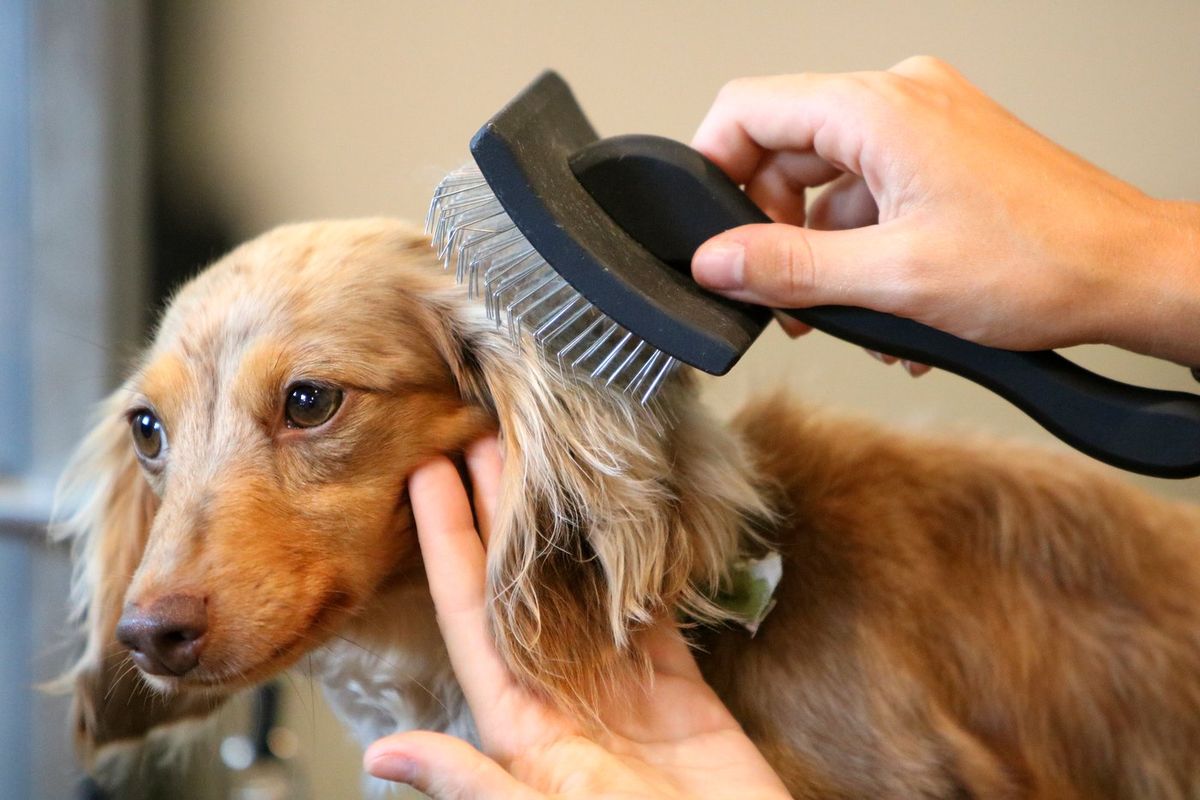 Brushing out a long-haired dachshund's ears
