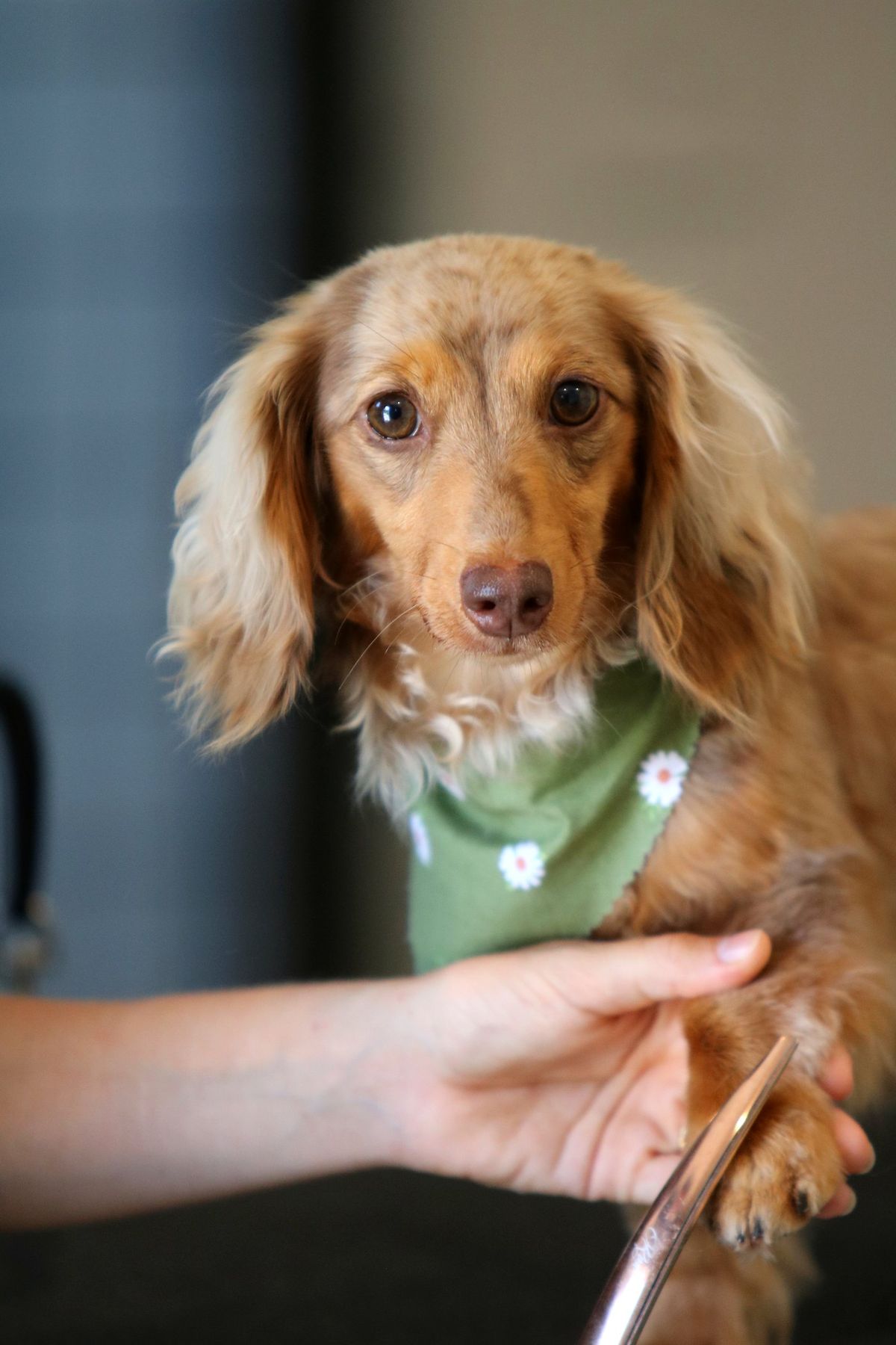Bean waiting on the table during a groom