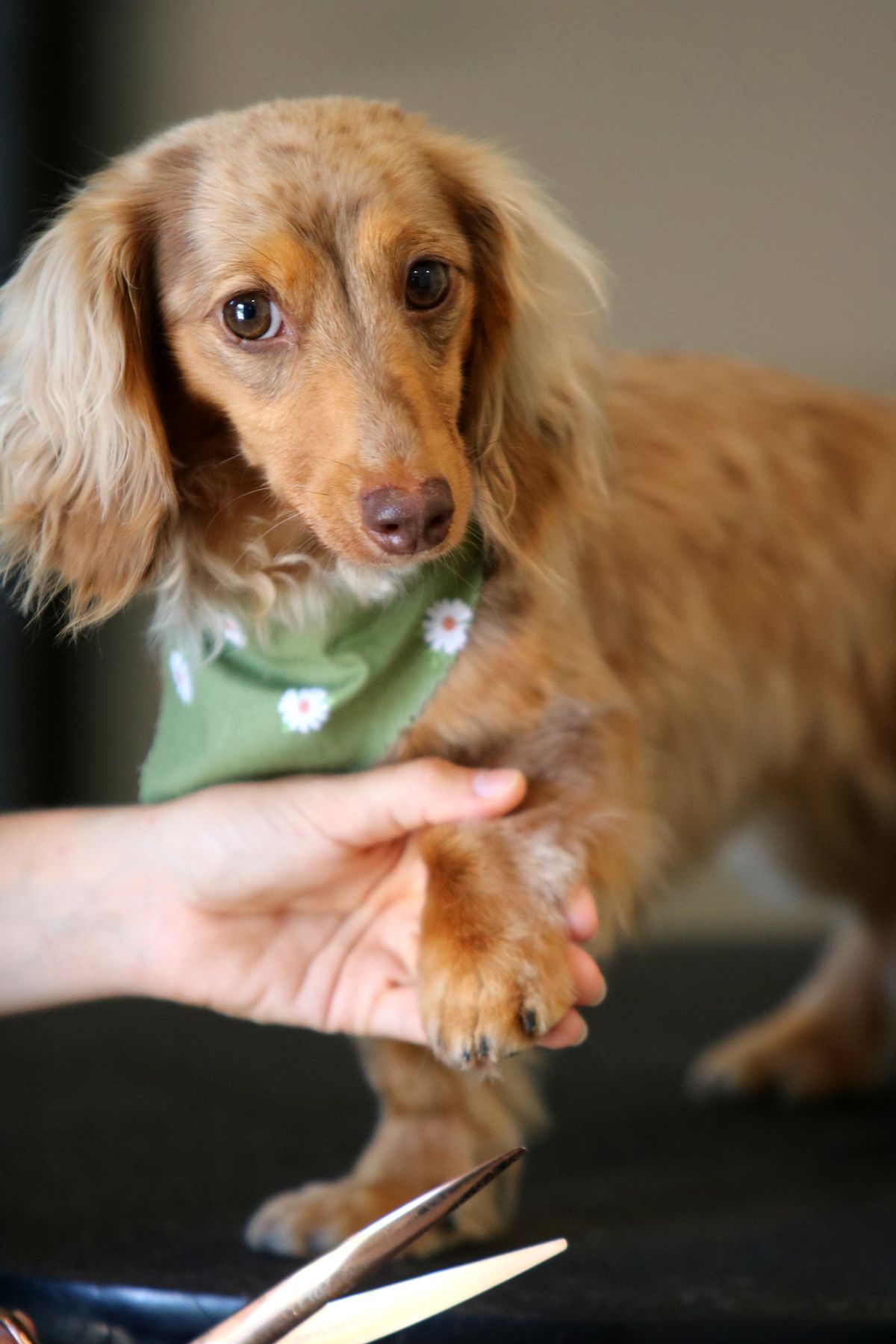 Holding a paw gently for a nail trim