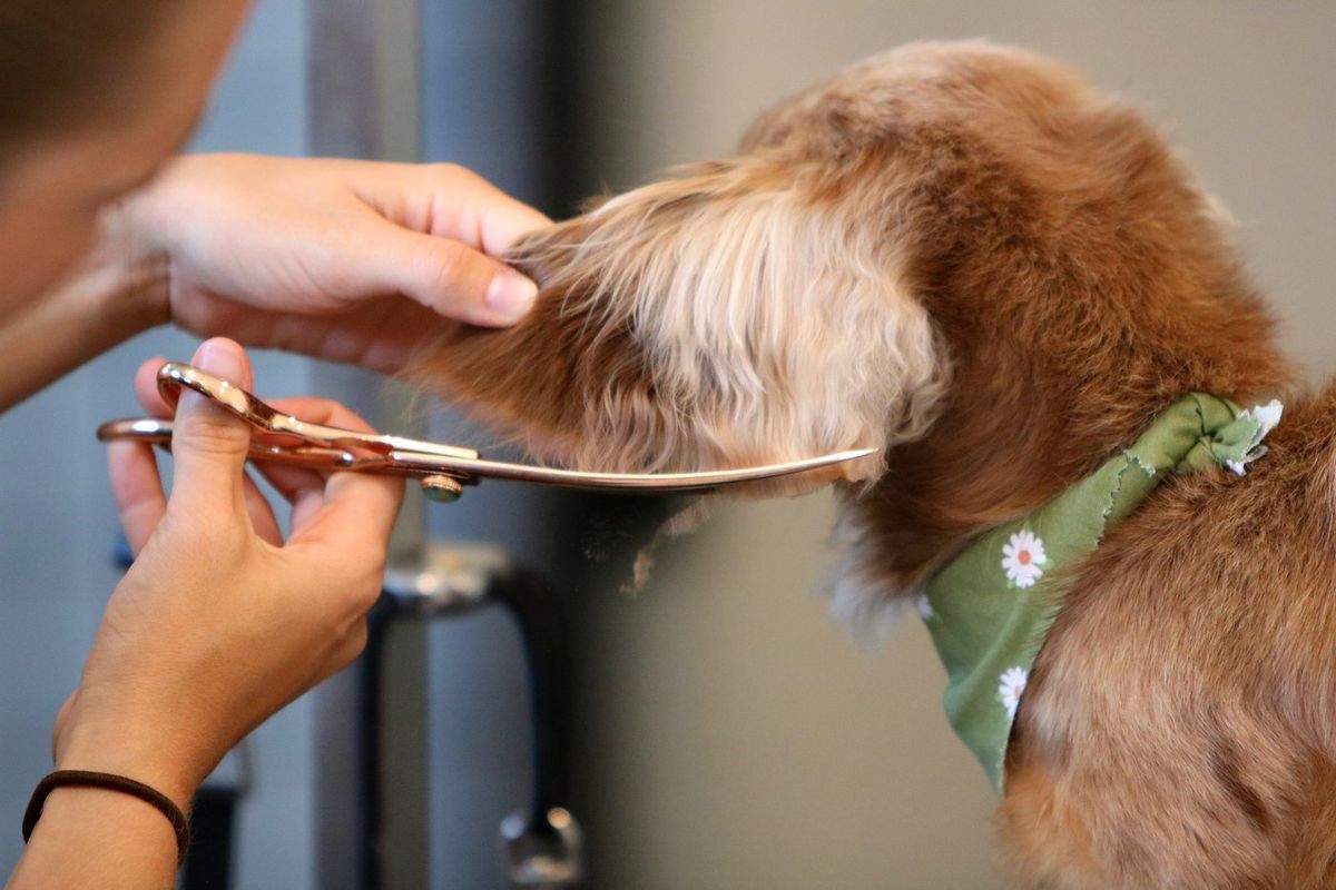 Scissoring the feathering on a dachshund's ear