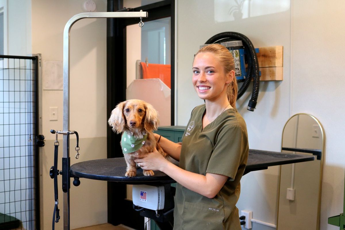 Ashlyn Grasmeyer with Bean, ears perked, on the grooming table at Way of the Dog Grooming