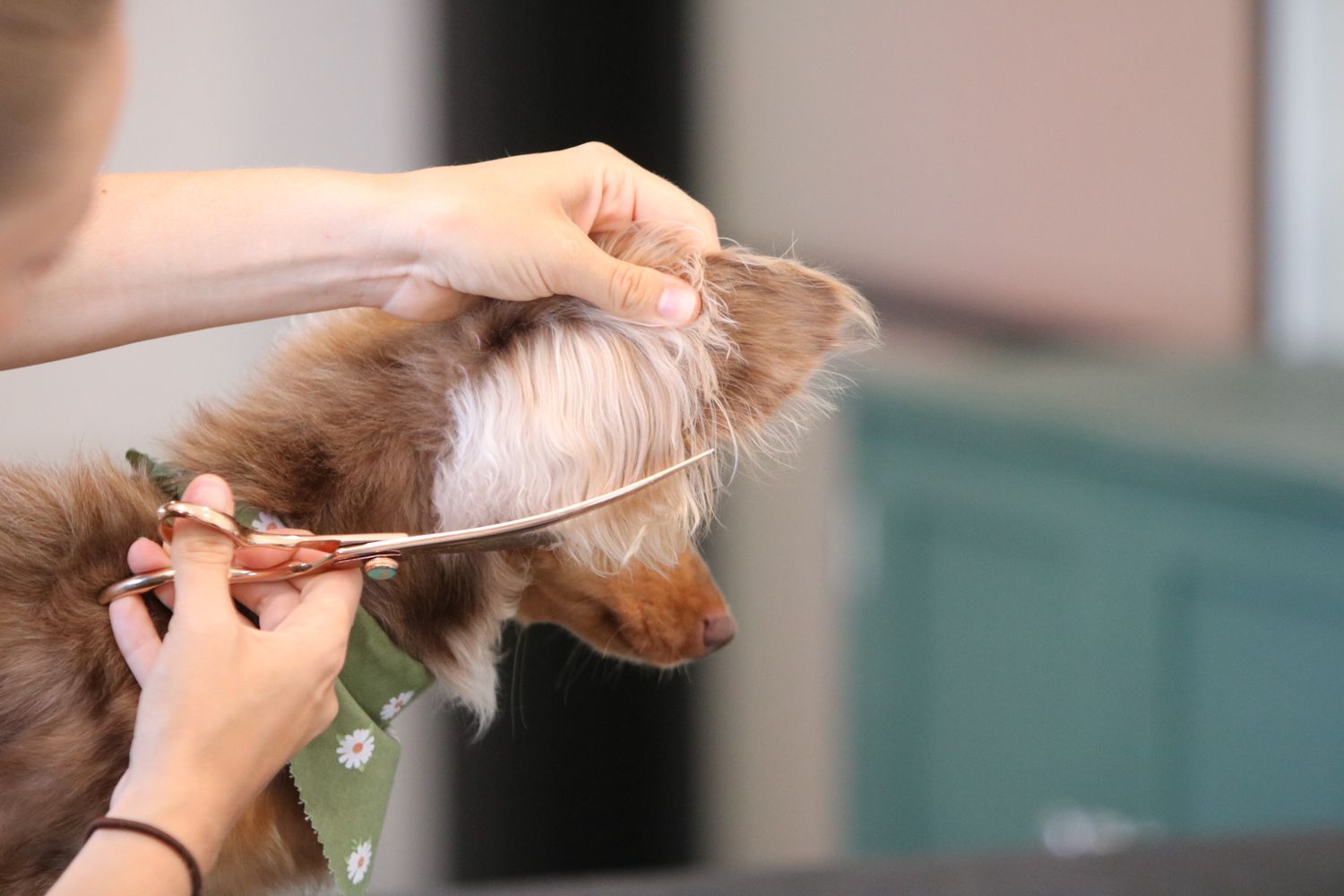 Carefully trimming the feathering on Bean's ear