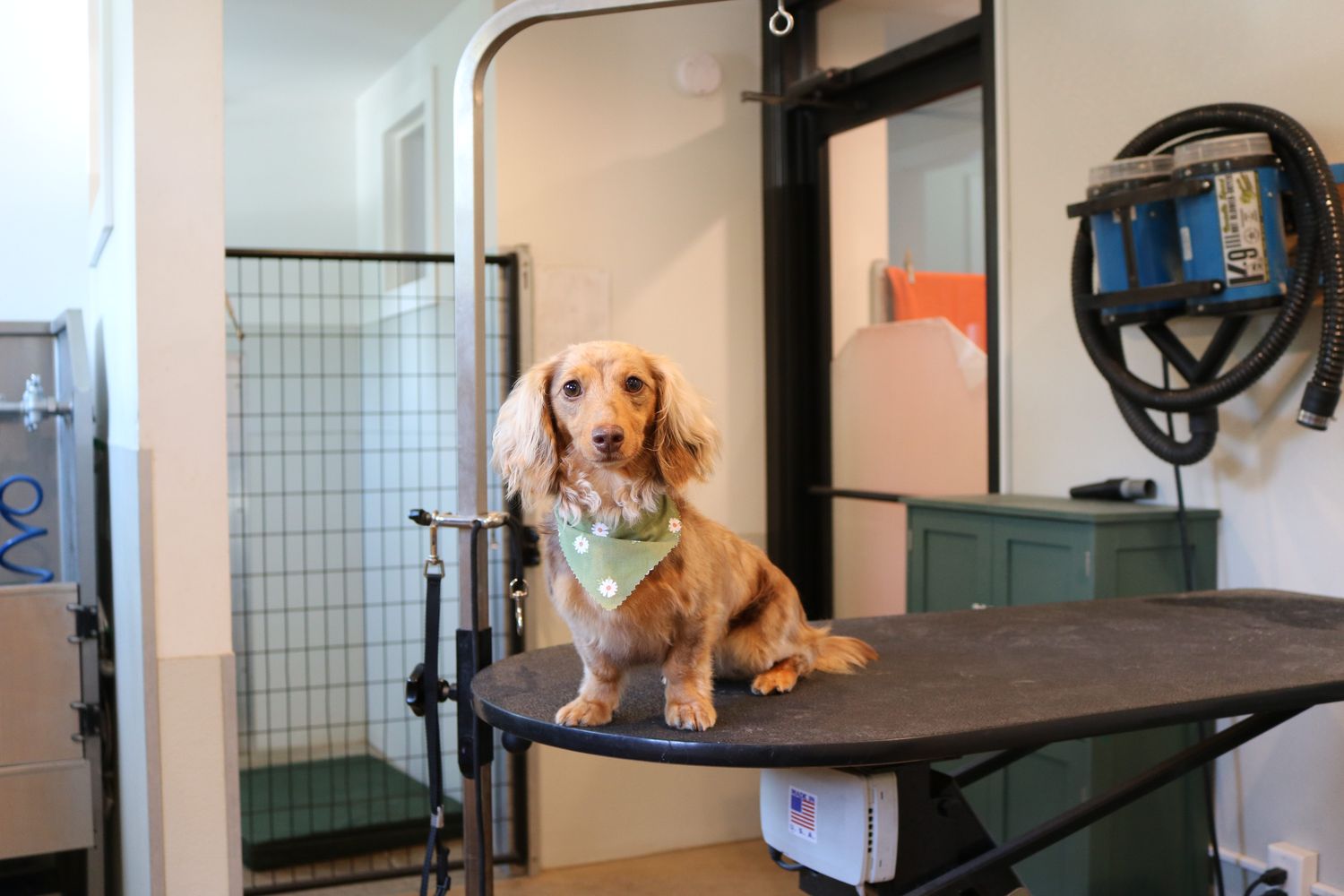 Bean standing on the grooming table