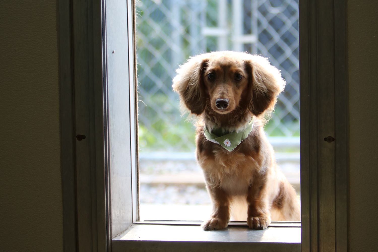 Bean sitting in the salon doorway, yard behind her