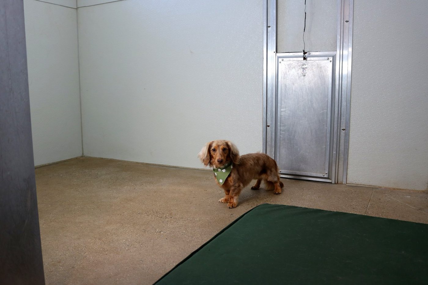Bean standing in the grooming room